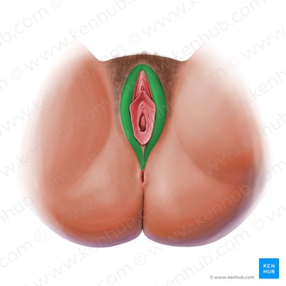 Labio mayor de la vulva (Labium majus vulvae); Imagen: Paul Kim