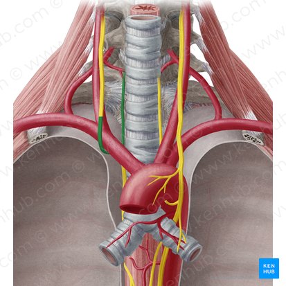 Nervo laríngeo recorrente direito (Nervus laryngeus recurrens dexter); Imagem: Yousun Koh