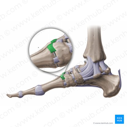 Ligamenta tarsometatarsea dorsalia (Rückseitige Fußwurzel-Mittelfuß-Bänder); Bild: Paul Kim