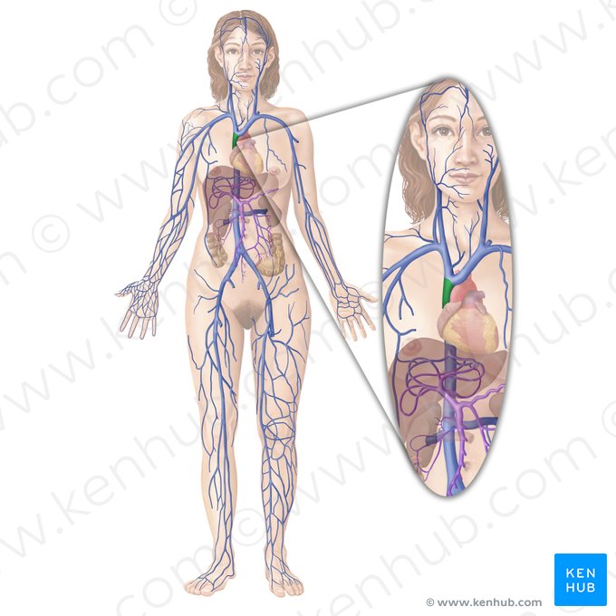 Vena cava superior (Obere Hohlvene); Bild: Begoña Rodriguez