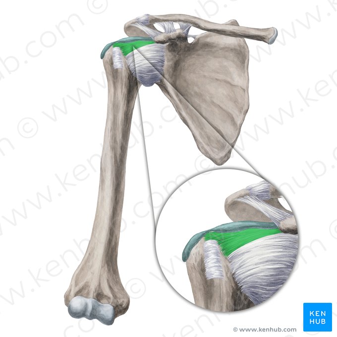 Ligamento coracohumeral (Ligamentum coracohumerale); Imagen: Yousun Koh