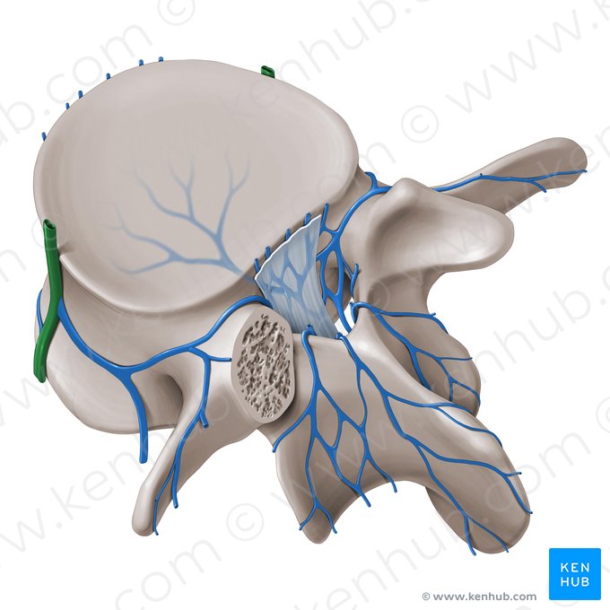 Veia lombar ascendente (Vena lumbalis ascendens); Imagem: Paul Kim