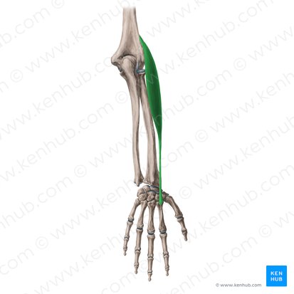 Extensor carpi radialis longus muscle (Musculus extensor carpi radialis longus); Image: Yousun Koh