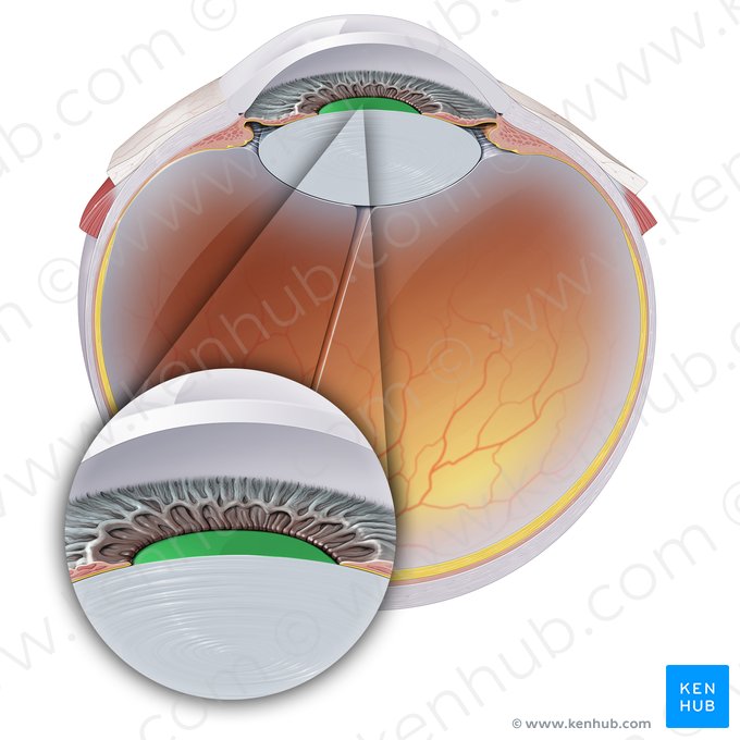 Pupille (Pupilla); Image : Paul Kim