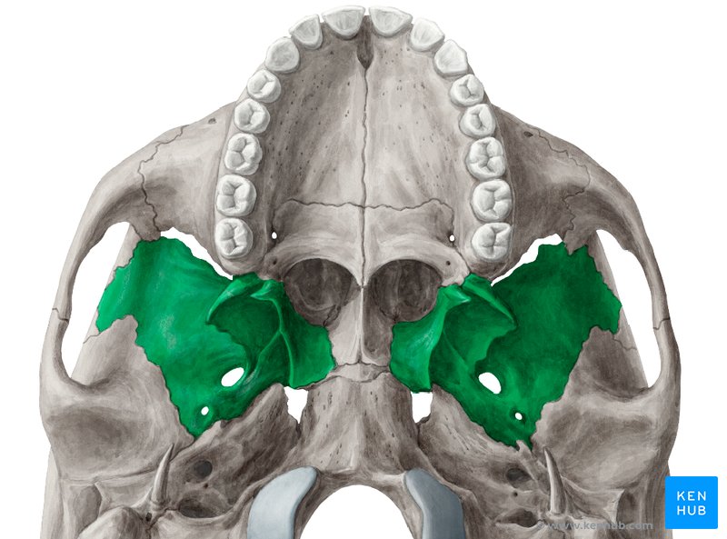 Sphenoid bone - inferior view