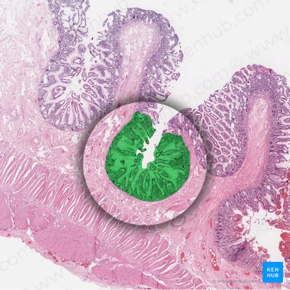 Tunica mucosa (Schleimhaut); Bild: 