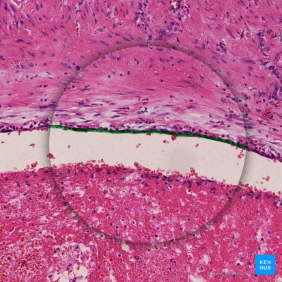 Endothelium of vein (Endothelium venae); Image: 