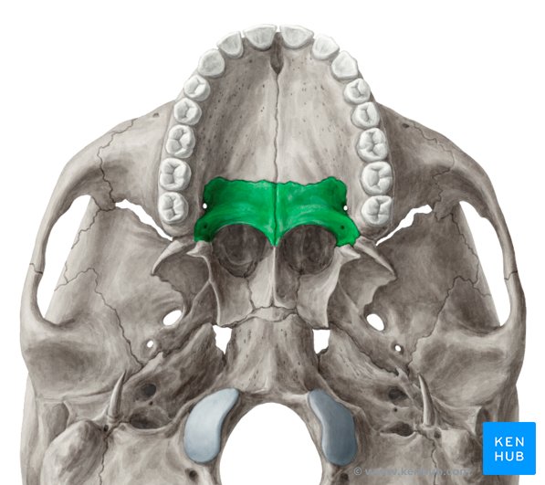 Palatine bone: Plates, borders, processes, articulations | Kenhub
