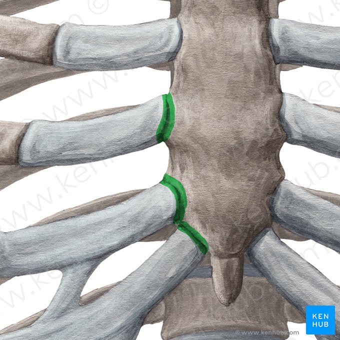 Articulações esternocostais (Articulationes sternochondrales); Imagem: Yousun Koh