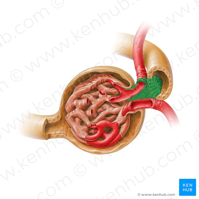 Aparato yuxtaglomerular (Complexus juxtaglomerularis); Imagen: Paul Kim