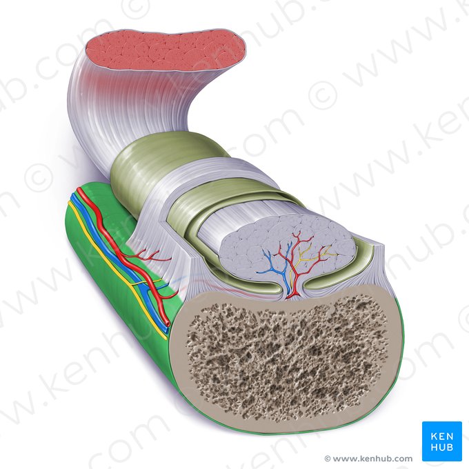 Periosteum; Image: Paul Kim