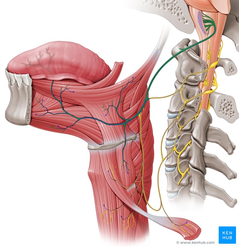 Hypoglossal nerve - lateral-left view