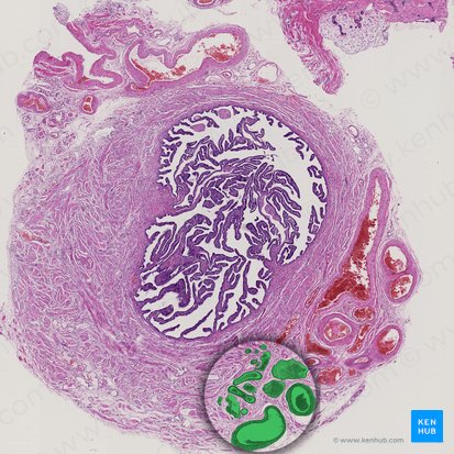 Ramas de las venas ováricas y uterinas (Rami venarum utericae et ovaricae); Imagen: 