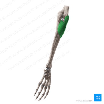 Músculo supinador (Musculus supinator); Imagem: Yousun Koh