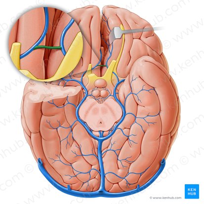 Anterior communicating vein (Vena communicans anterior); Image: Paul Kim