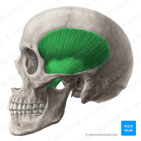 Músculo temporal (Musculus temporalis); Imagen: Yousun Koh