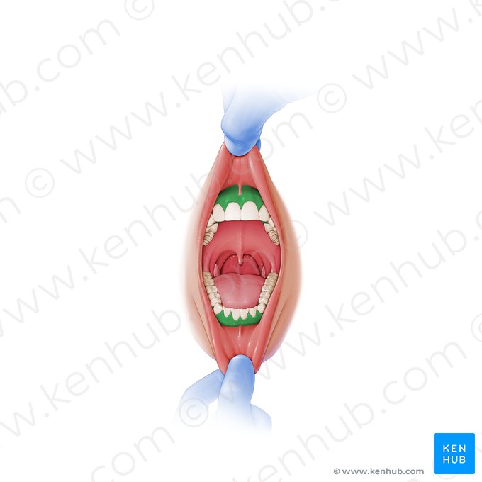 Gingiva (Zahnfleisch); Bild: Paul Kim