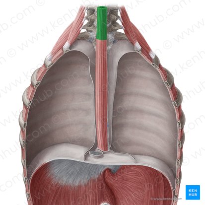 Porção cervical do esôfago (Pars cervicalis oesophagi); Imagem: Yousun Koh