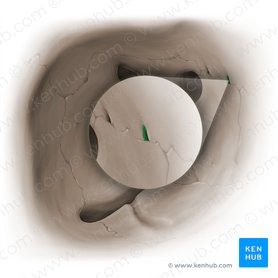 Foramen etmoidal anterior (Foramen ethmoidale anterius); Imagen: Paul Kim