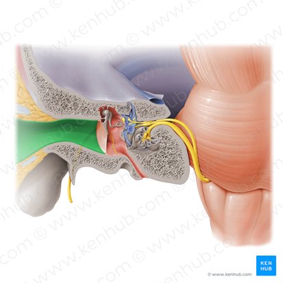 External acoustic meatus (Meatus acusticus externus); Image: Paul Kim