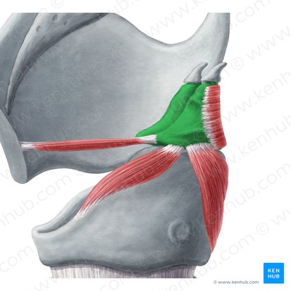 Cartilagem aritenóidea (Cartilago arytenoidea); Imagem: Yousun Koh