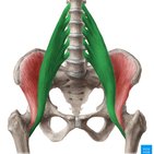 Músculo psoas maior