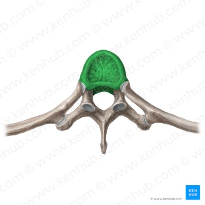 Vertebral body (Corpus vertebrae); Image: Liene Znotina