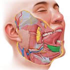 Sublingual gland