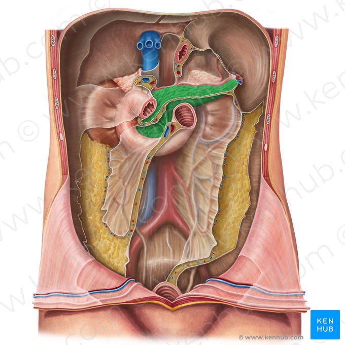 Pancréas (Pancreas); Image : Irina Münstermann