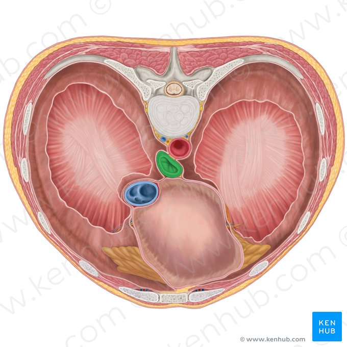 Oesophagus (Speiseröhre); Bild: Brendon Farley