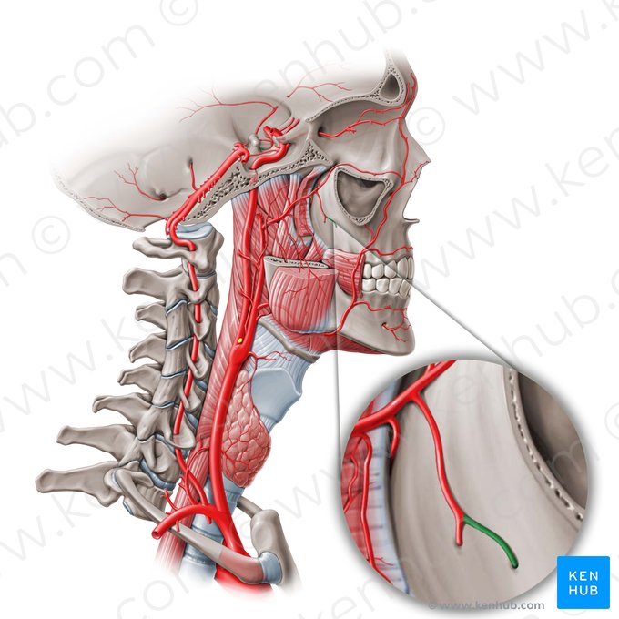 Greater palatine artery (Arteria palatina major); Image: Paul Kim