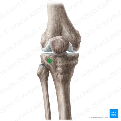 Tubercle of iliotibial tract (Tuberculum tractus iliotibialis); Image: Liene Znotina