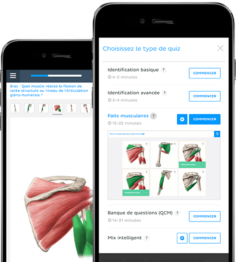 Cours et formations d'anatomie humaine en ligne | Kenhub