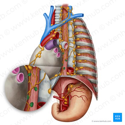 Nodi lymphoidei juxtaoesophagei (Juxtaösophageale Lymphknoten); Bild: Irina Münstermann