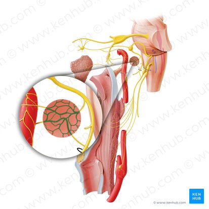 Tympanic plexus (Plexus tympanicus); Image: Paul Kim