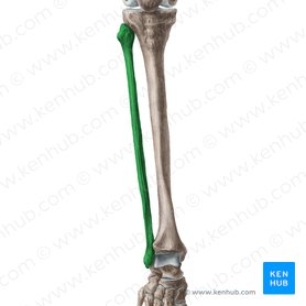 Fibula Anatomia Marcos Osseos E Aspectos Clinicos Kenhub