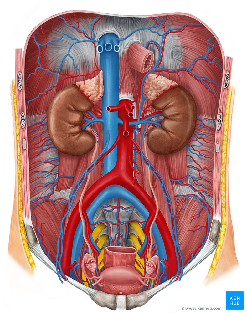 diagrama anatómico de la arteria renal