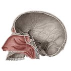 Lateral wall of nasal cavity