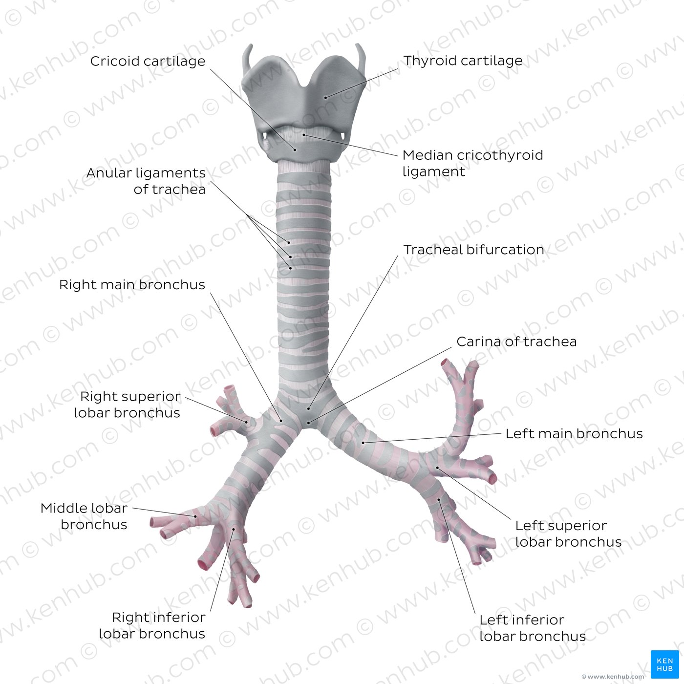 The trachea and tracheobronchial tree