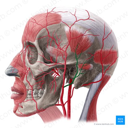 Arteria auricularis posterior (Hintere Ohrarterie); Bild: Yousun Koh