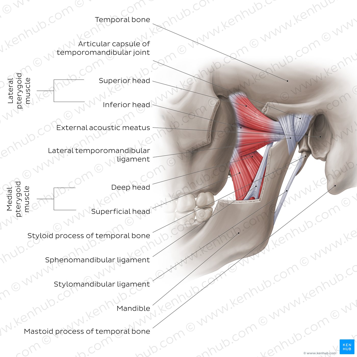 Jaw and Temporomandibular Joint: Anatomy