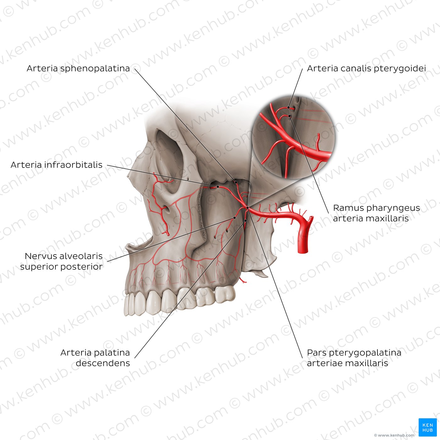 Arterien der Fossa pterygopalatina