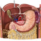 Left gastric artery