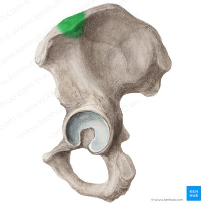 Tubérculo ilíaco (Tuberculum iliacum); Imagen: Liene Znotina