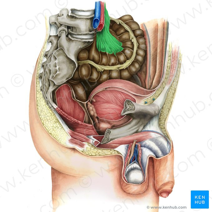 Mesocólon sigmoide (Mesocolon sigmoideum); Imagem: Irina Münstermann