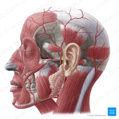 Arteria temporal media (Arteria temporalis media); Imagen: Yousun Koh