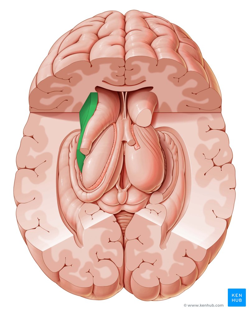 Anterior limb of the internal capsule