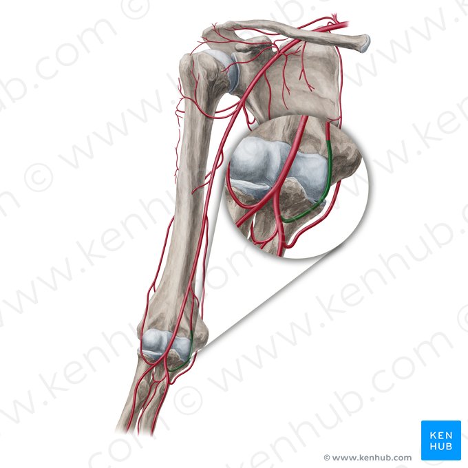 Artéria recorrente ulnar anterior (Arteria recurrens ulnaris anterior); Imagem: Yousun Koh