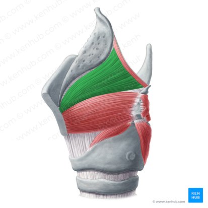 Músculo tiroepiglótico (Musculus thyroepiglotticus); Imagen: Yousun Koh