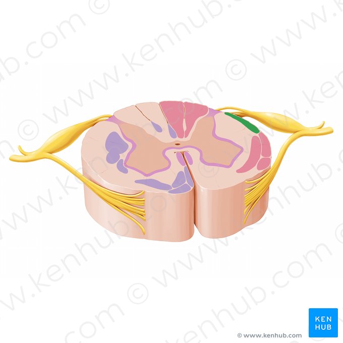 Tracto espinocerebeloso posterior (Tractus spinocerebellaris posterior); Imagen: Paul Kim
